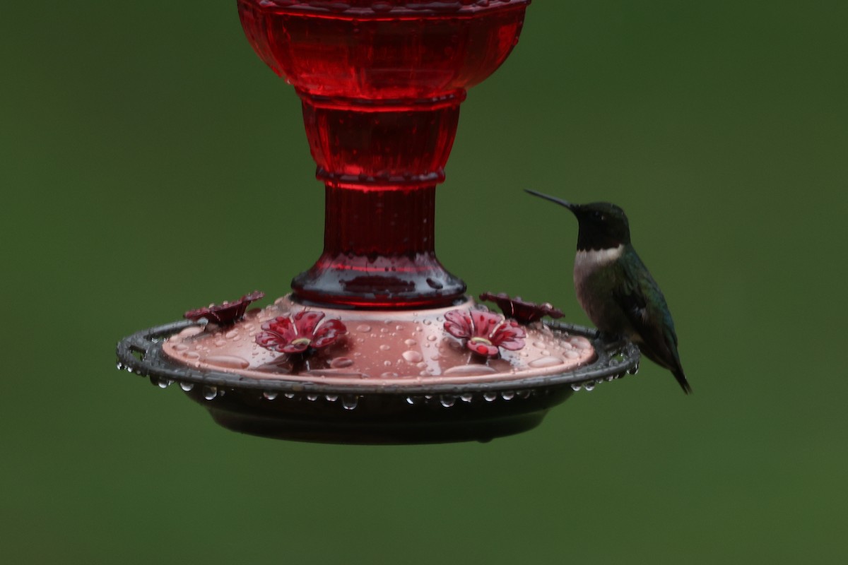 Ruby-throated Hummingbird - ML618213070