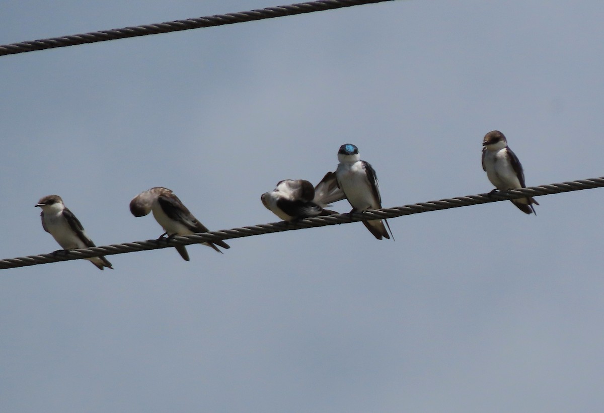 White-winged Swallow - ML618213077