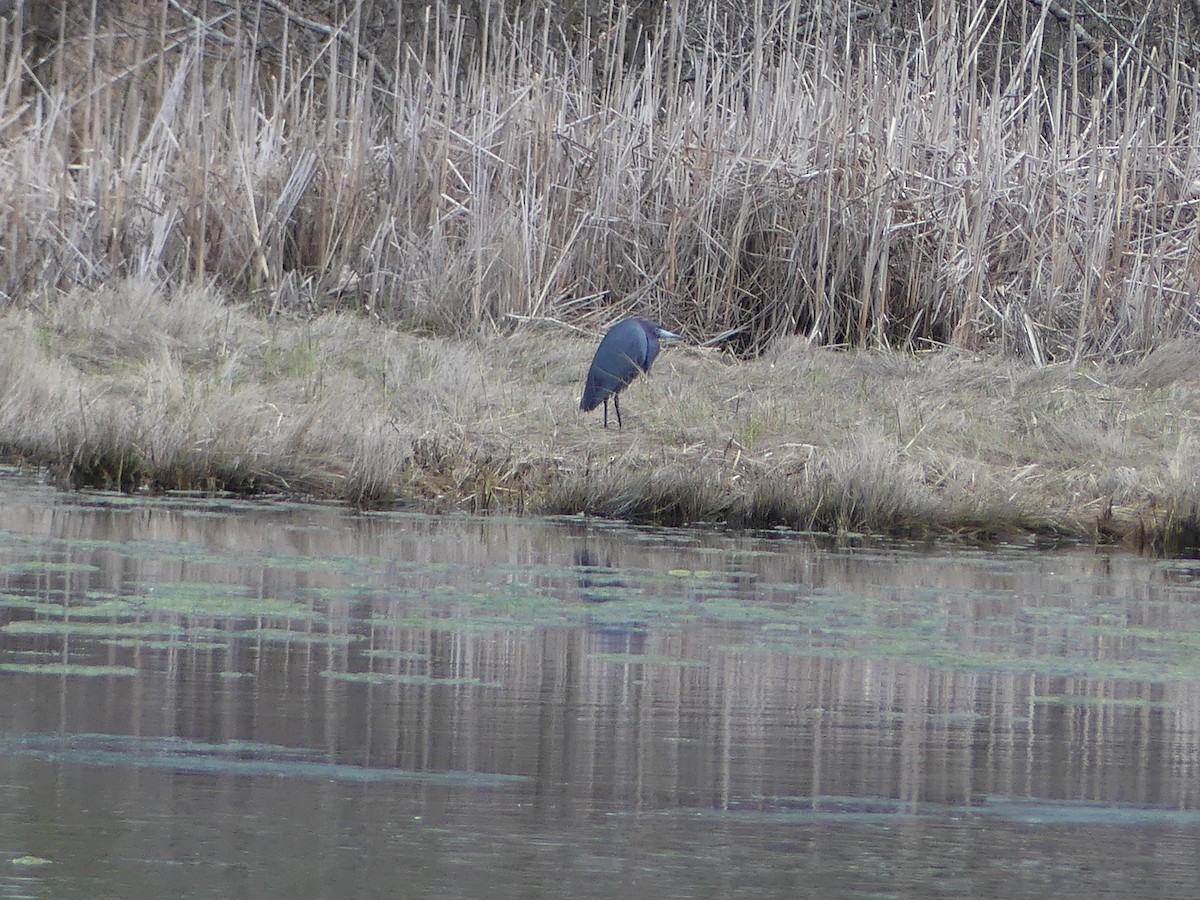 eBird Checklist 30 Apr 2024 Frost Fish Creek, Chatham 19 species