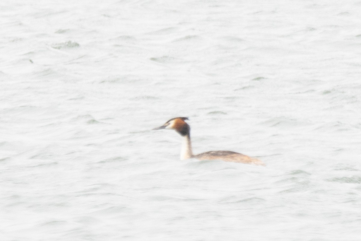 Great Crested Grebe - ML618213115