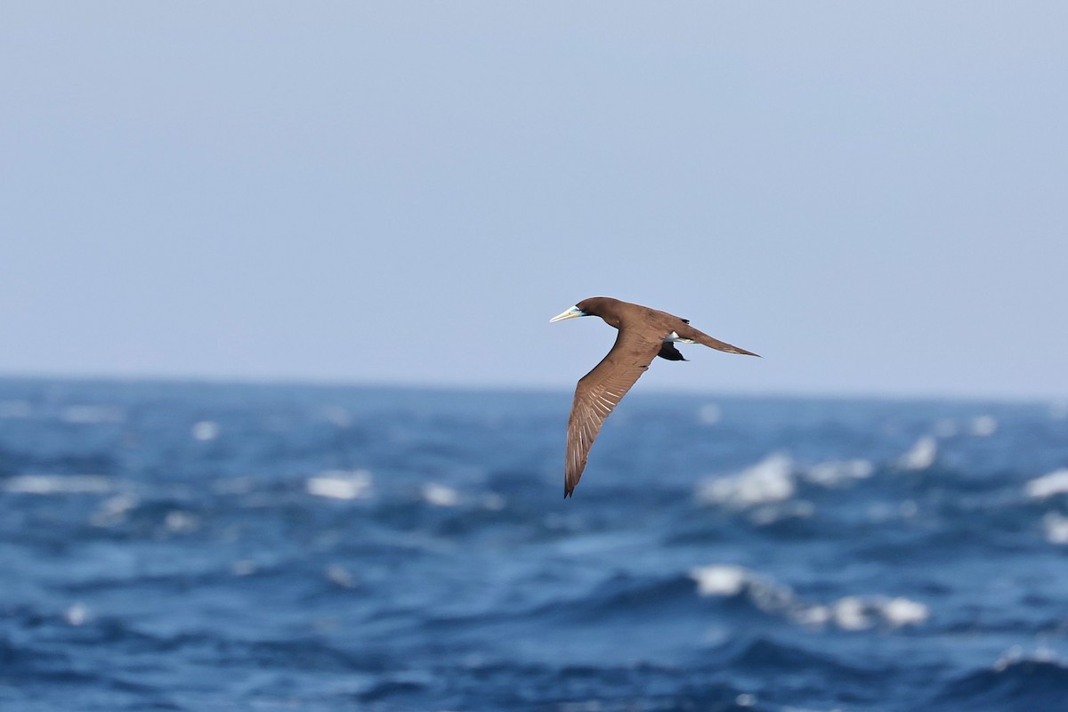 Brown Booby - ML618213116