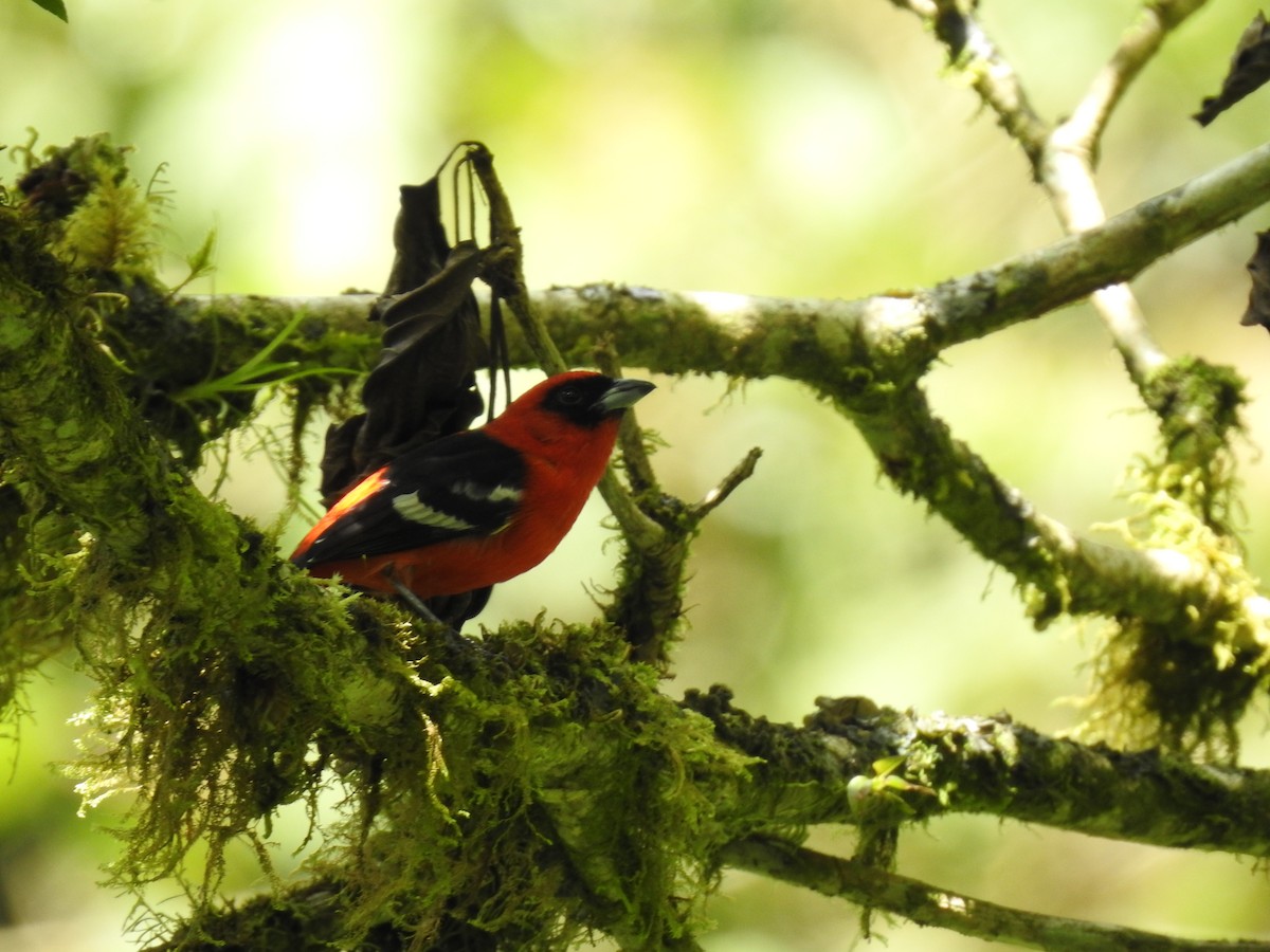 White-winged Tanager - ML618213151
