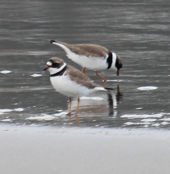 Semipalmated Plover - ML618213159