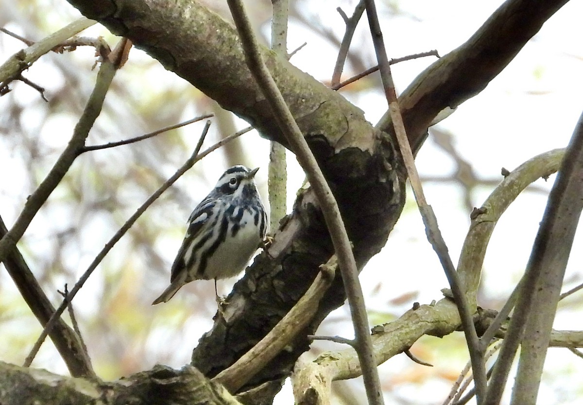 Black-and-white Warbler - ML618213160