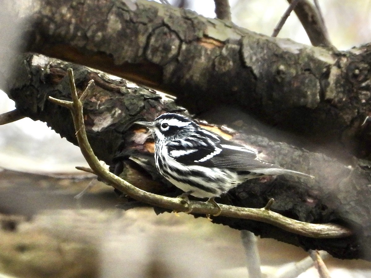 Black-and-white Warbler - ML618213161