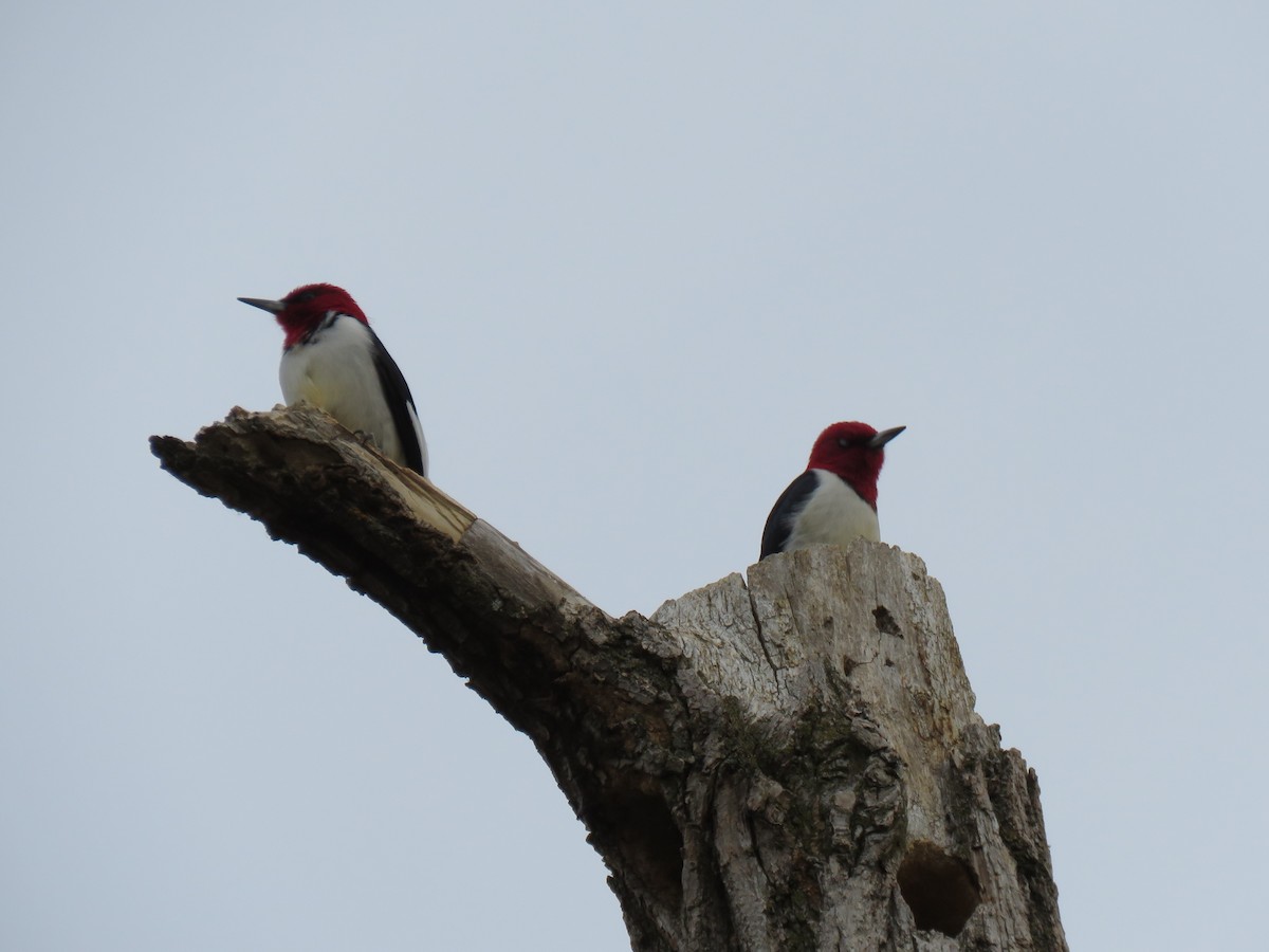 Red-headed Woodpecker - Jonah Tamez