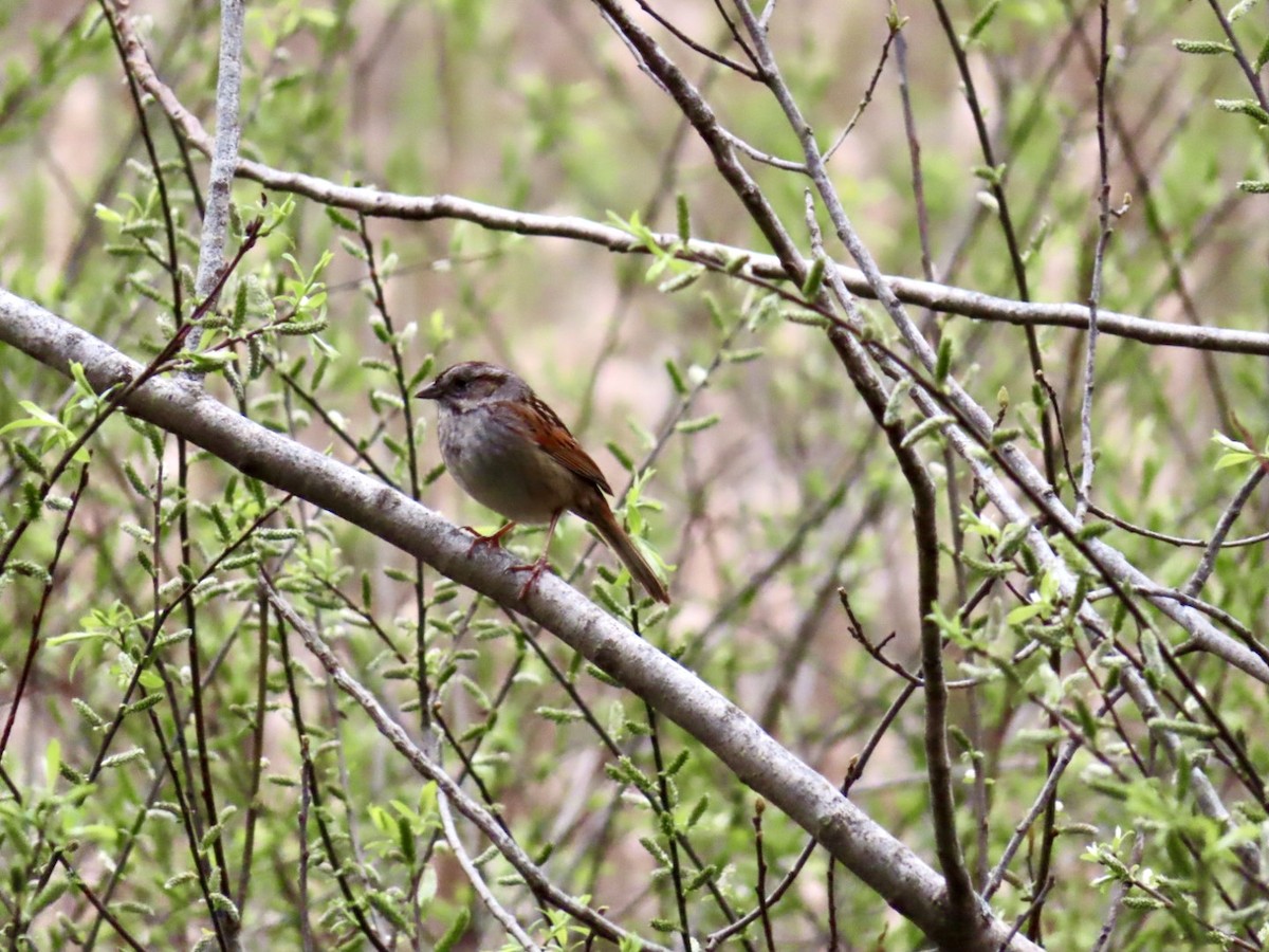 eBird Checklist - 30 Apr 2024 - Fitzgerald Lake Conservation Area ...