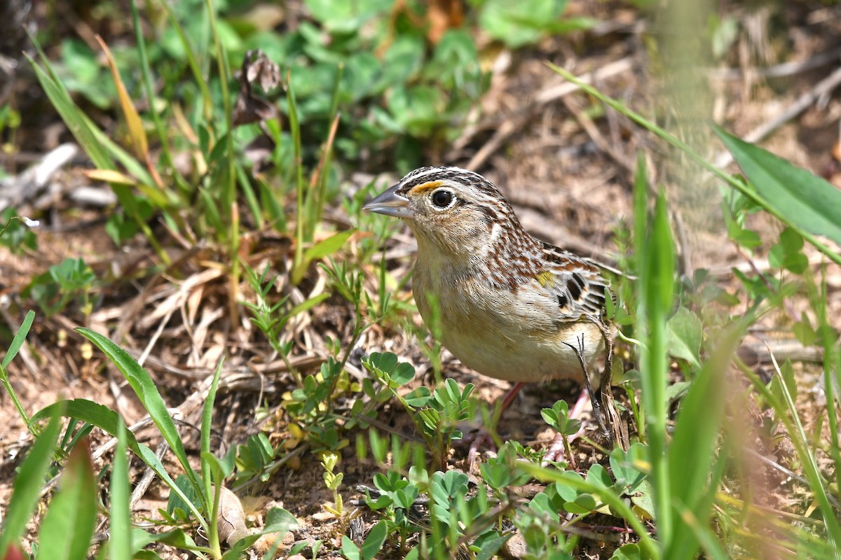 Grasshopper Sparrow - ML618213191