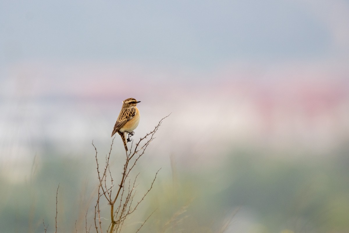 Whinchat - ML618213220