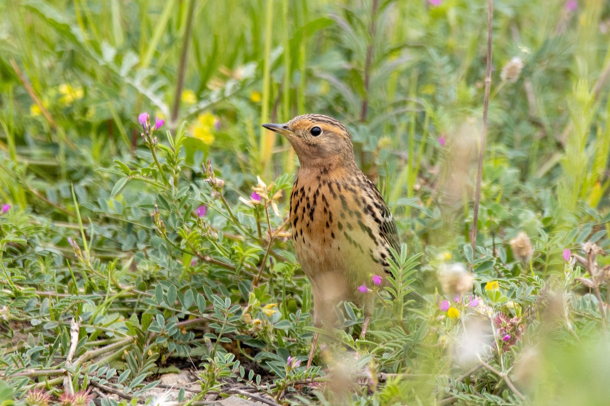 Red-throated Pipit - ML618213243