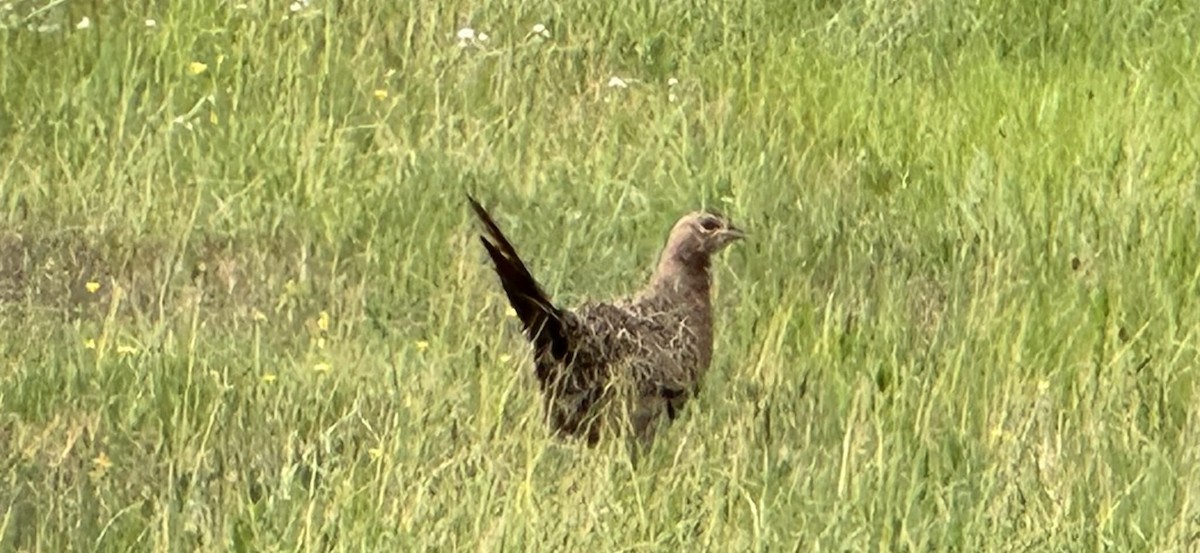 Ring-necked Pheasant - ML618213249
