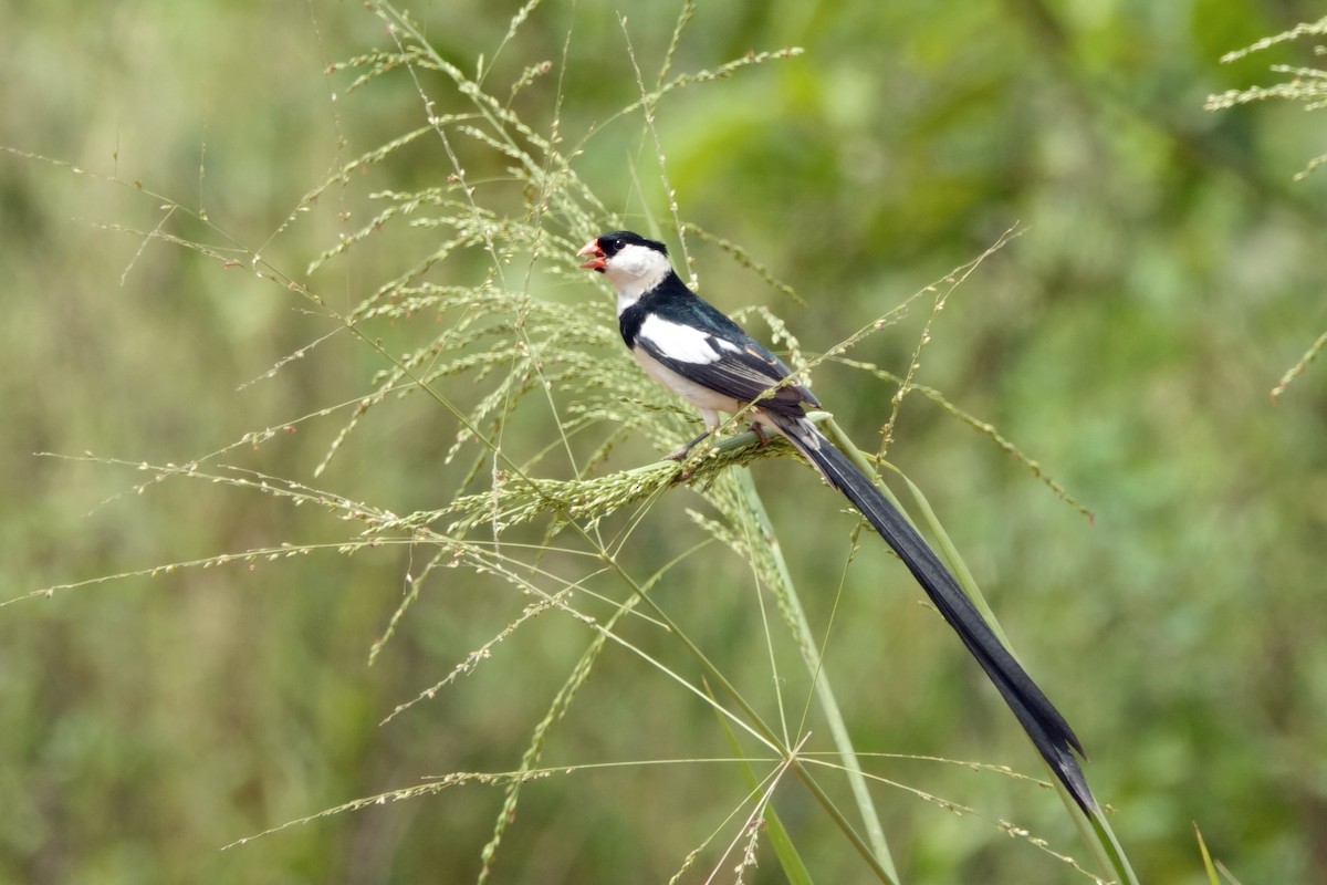 Pin-tailed Whydah - ML618213256