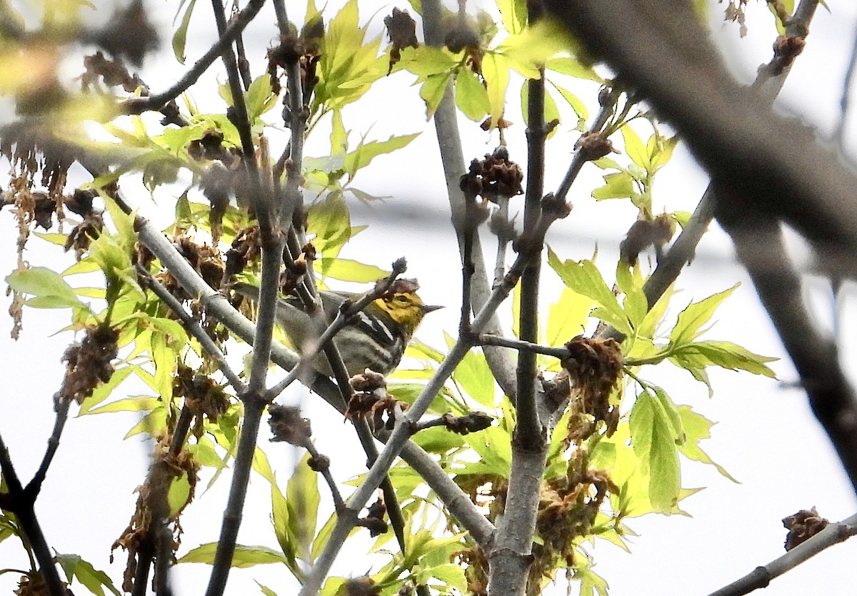 Black-throated Green Warbler - ML618213259