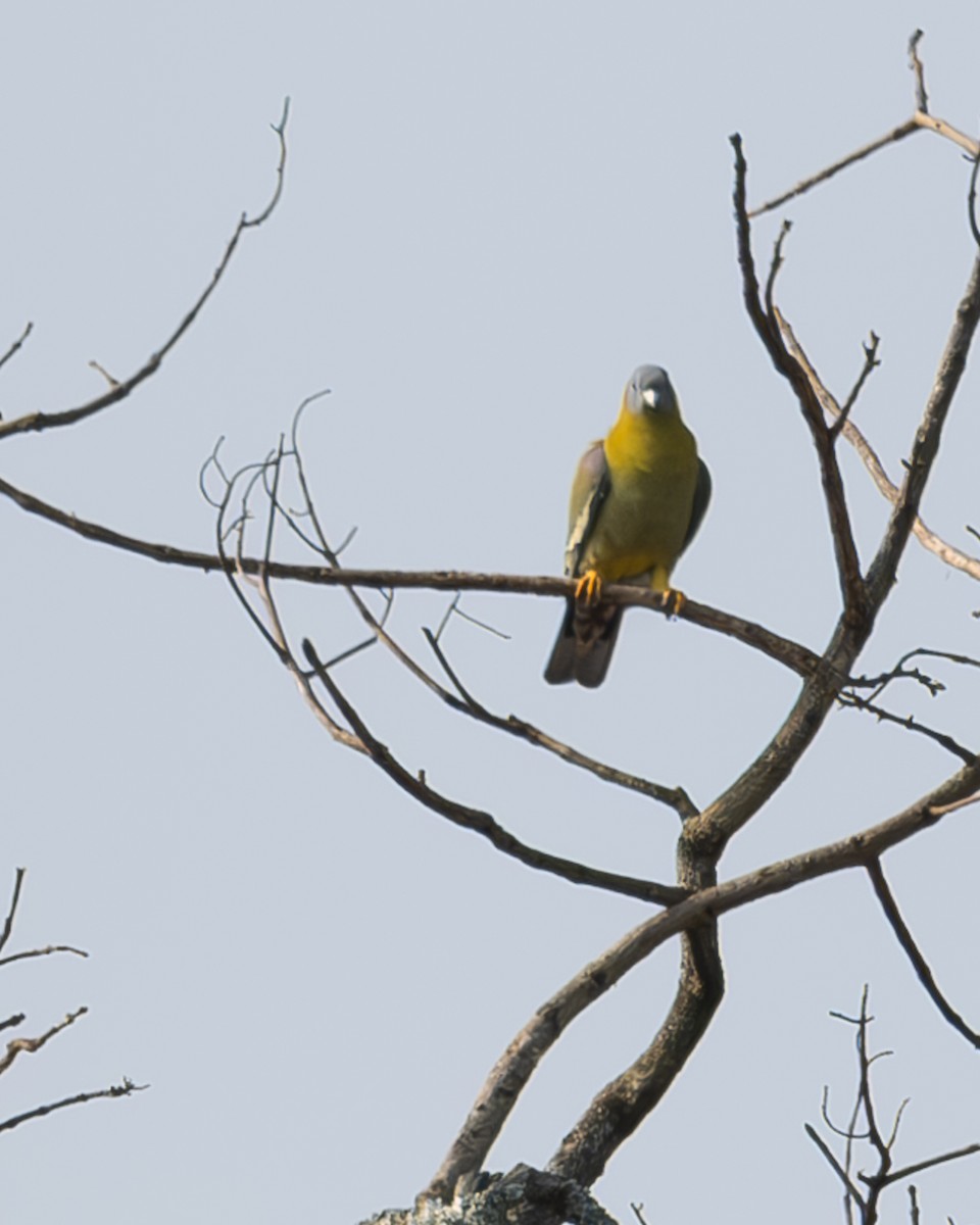 Yellow-footed Green-Pigeon - ML618213279