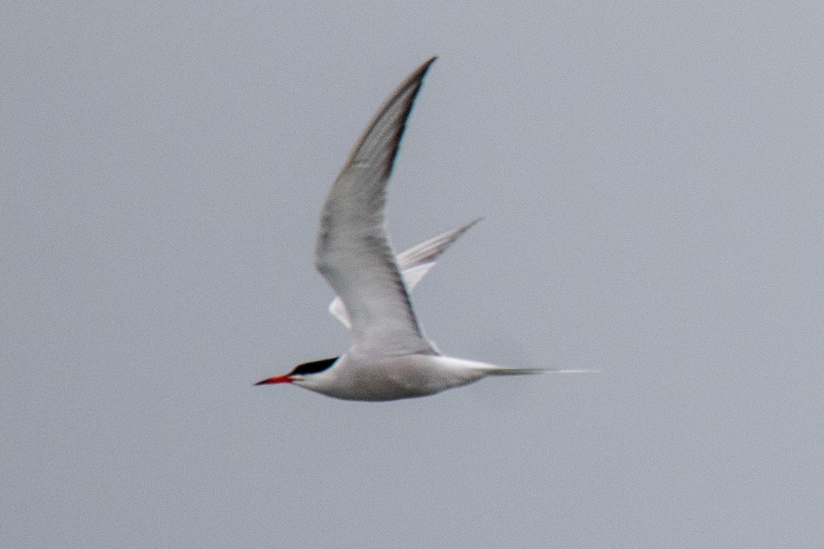 Common Tern - ML618213298