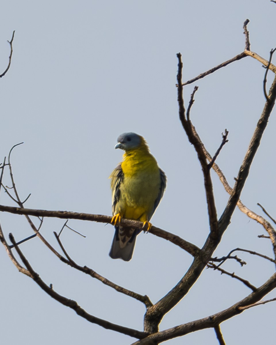 Yellow-footed Green-Pigeon - ML618213308