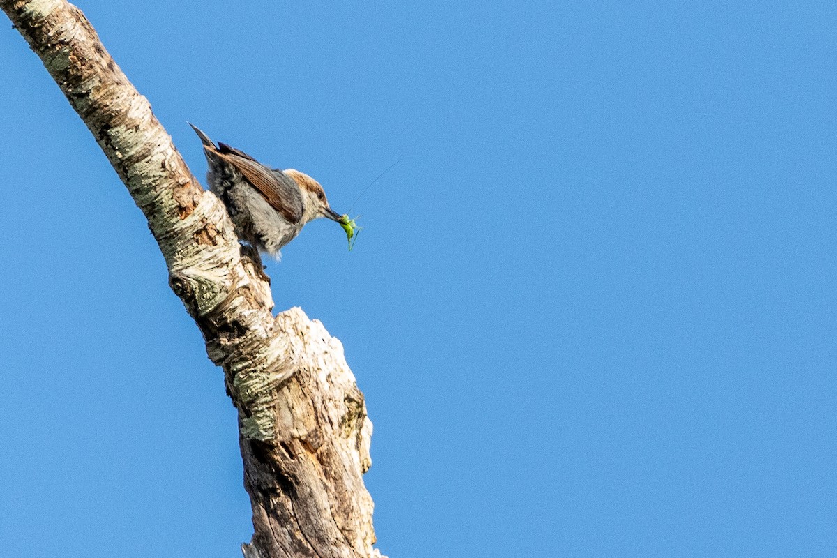 Brown-headed Nuthatch - ML618213362