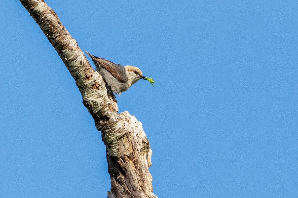 Brown-headed Nuthatch - ML618213363