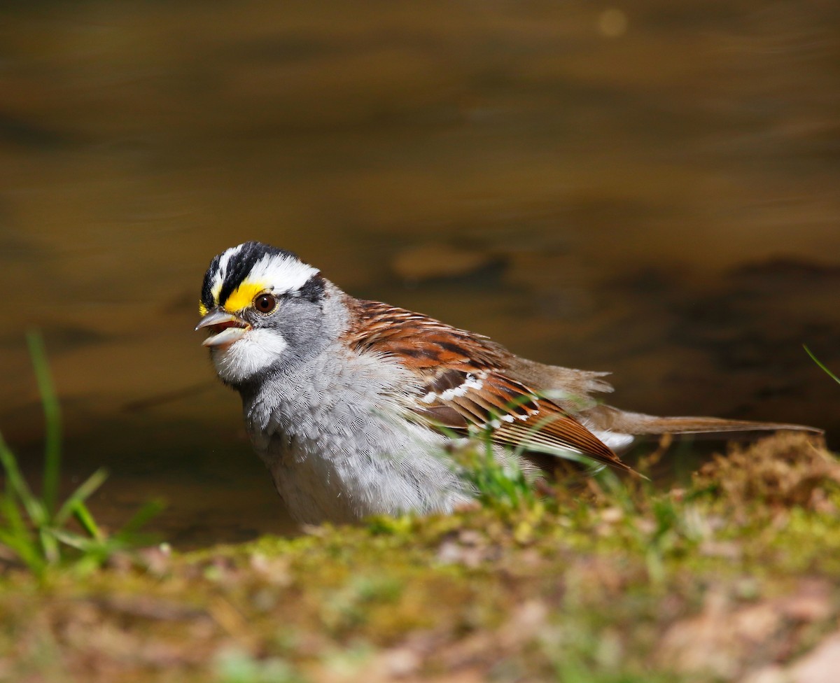 White-throated Sparrow - ML618213396