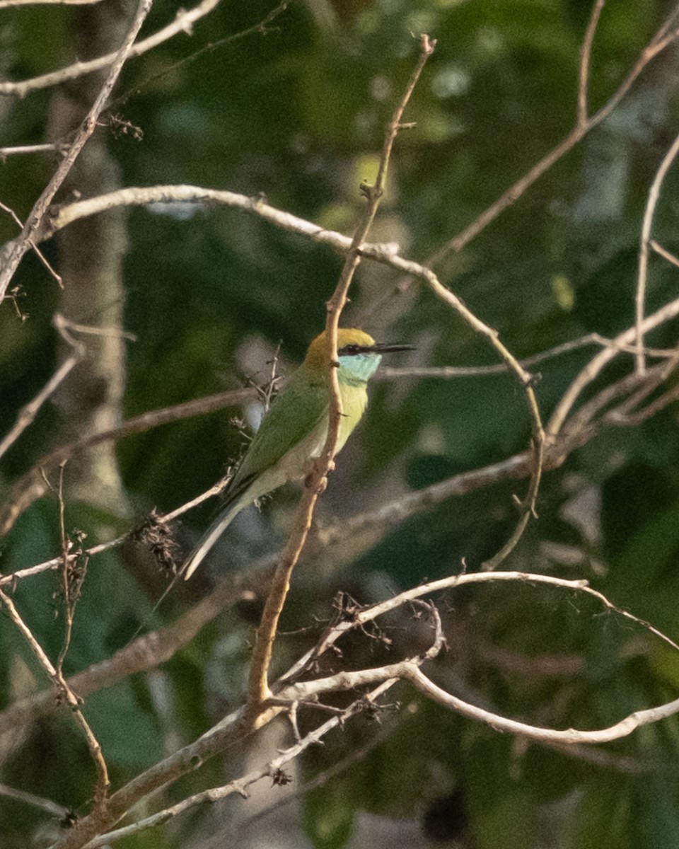 Asian Green Bee-eater - ML618213452