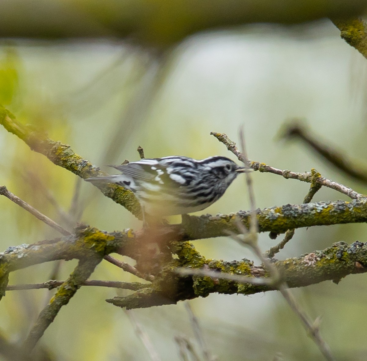 Black-and-white Warbler - ML618213471