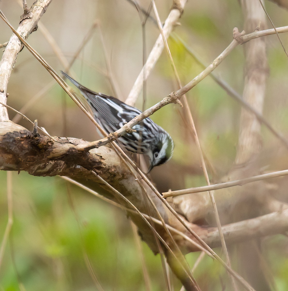 Black-and-white Warbler - ML618213472