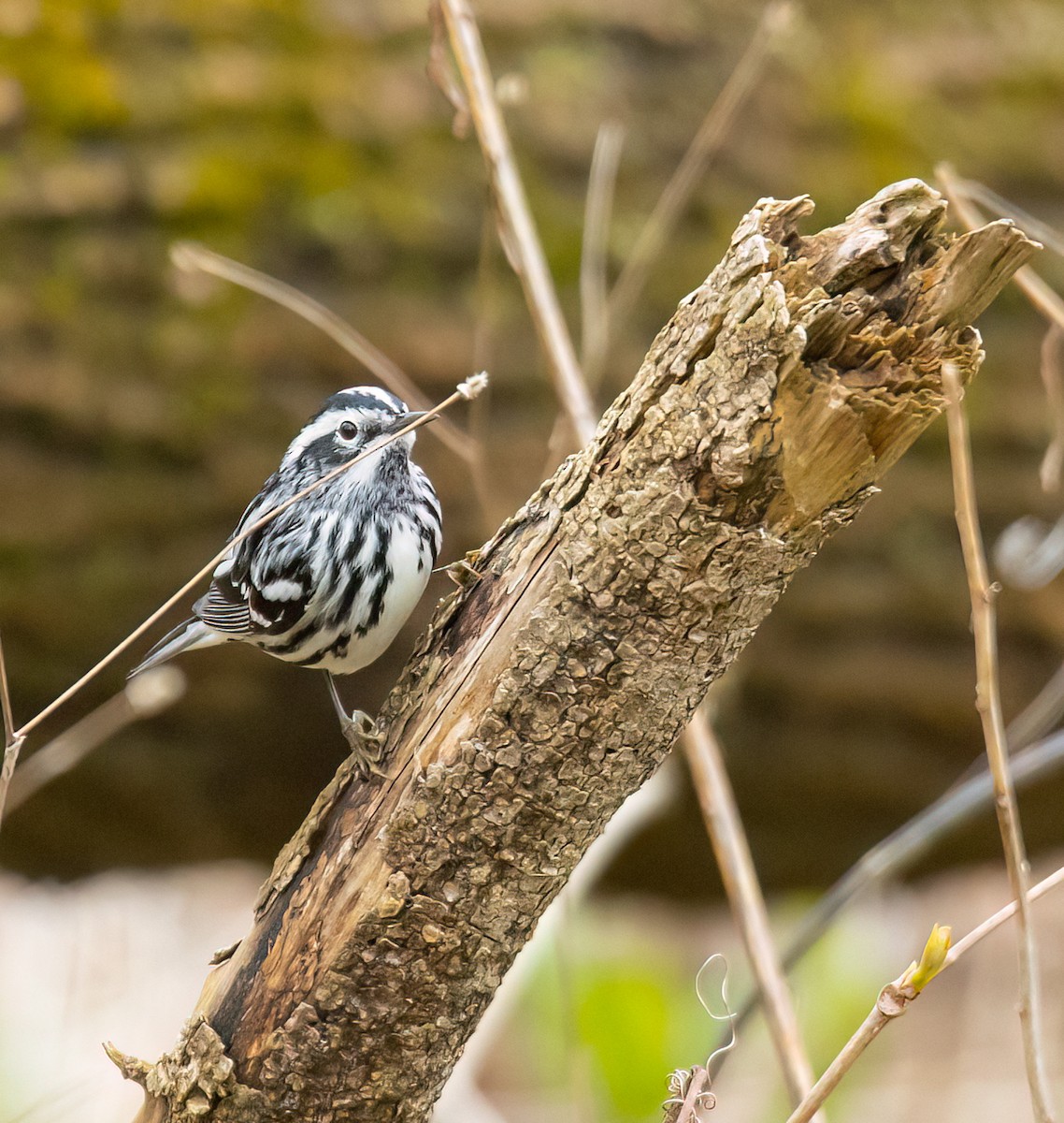 Black-and-white Warbler - ML618213473