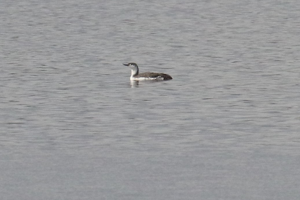Red-throated Loon - ML618213477