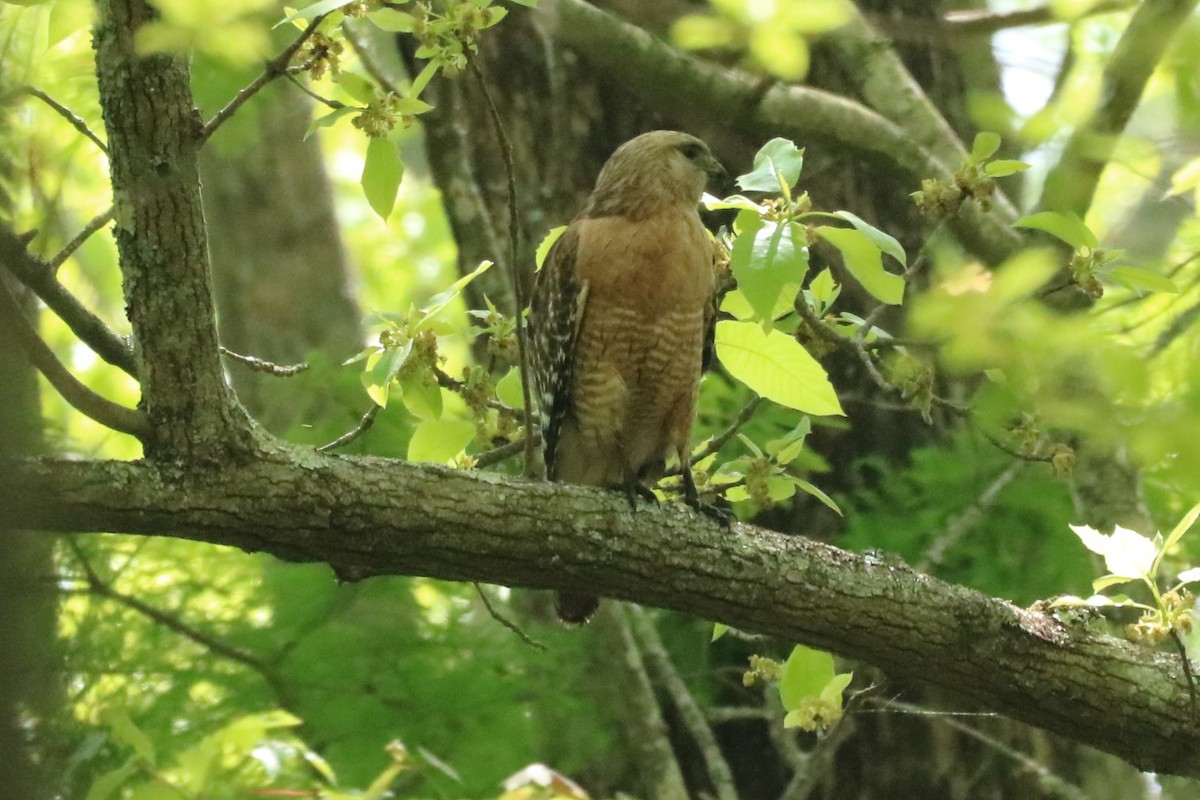 Red-shouldered Hawk (lineatus Group) - ML618213488