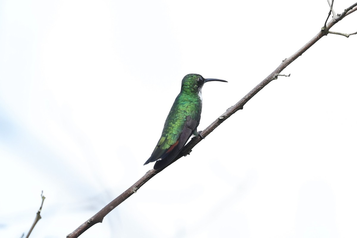 kolibřík lesklý - ML618213505