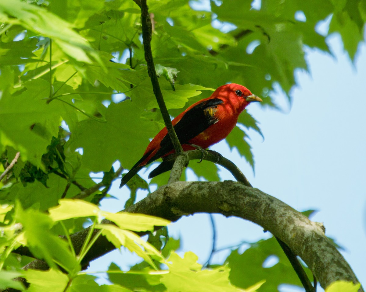 Scarlet Tanager - ML618213529