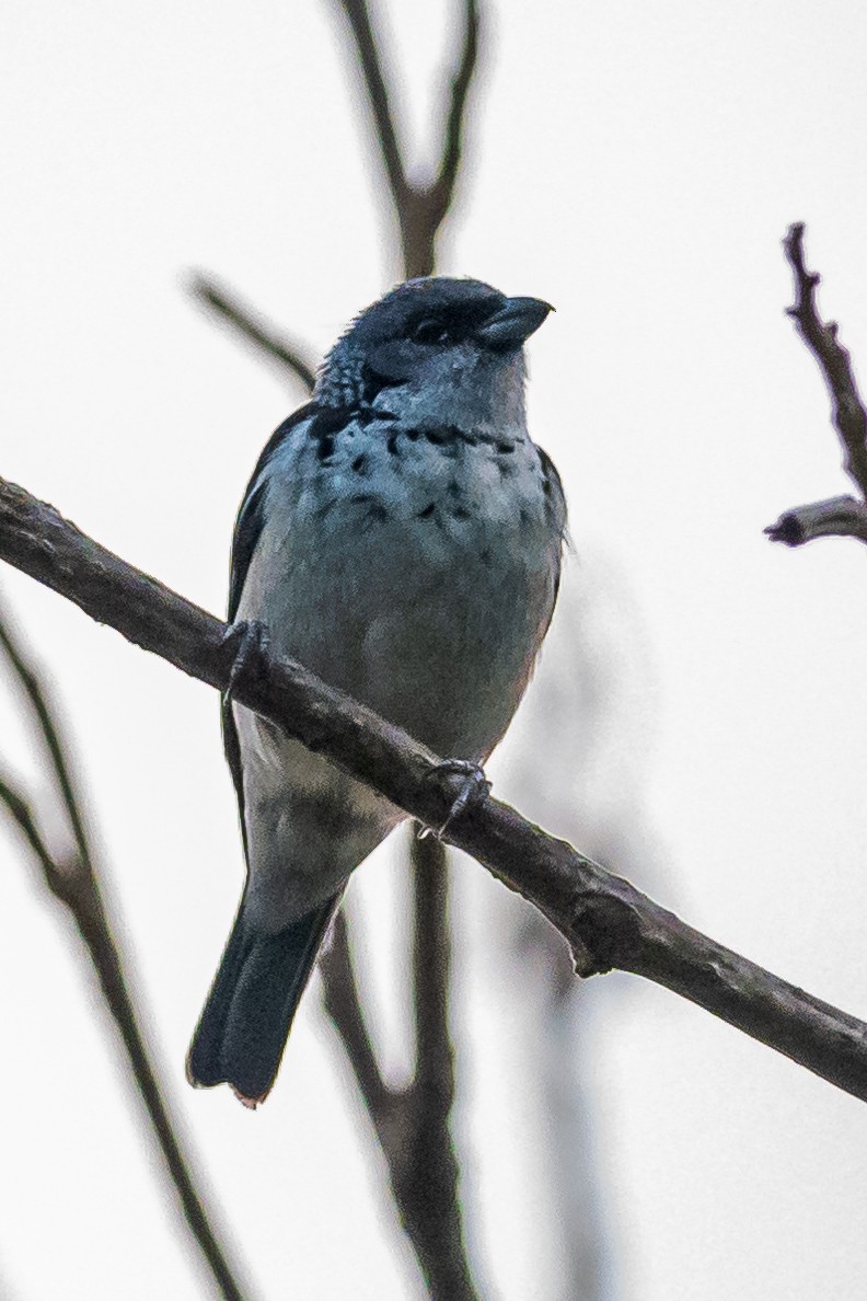 Azure-rumped Tanager - ML618213531