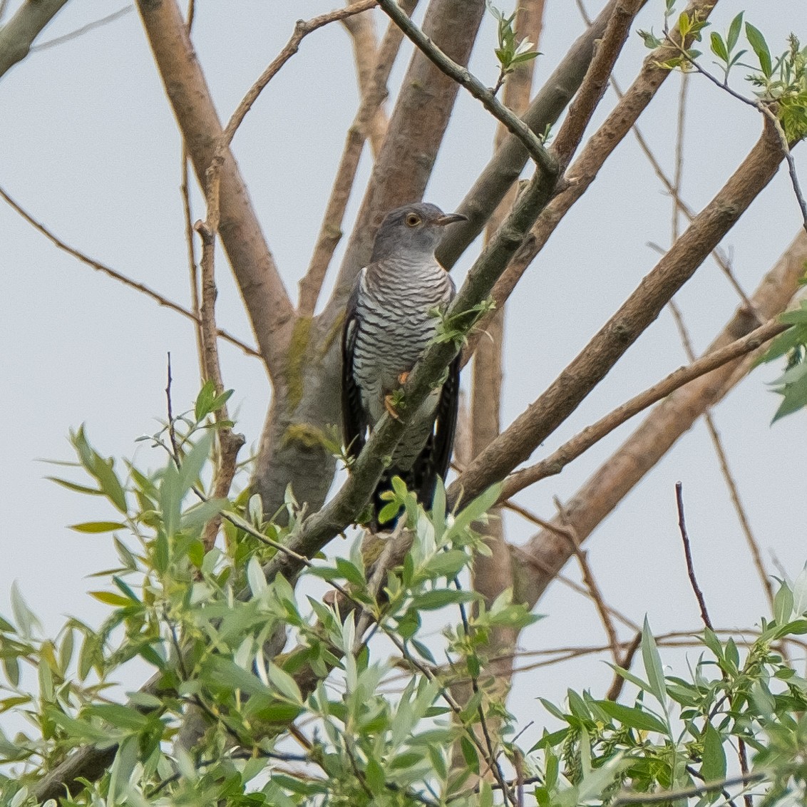 Common Cuckoo - ML618213541