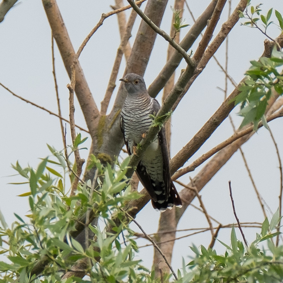Common Cuckoo - Daria Semenova