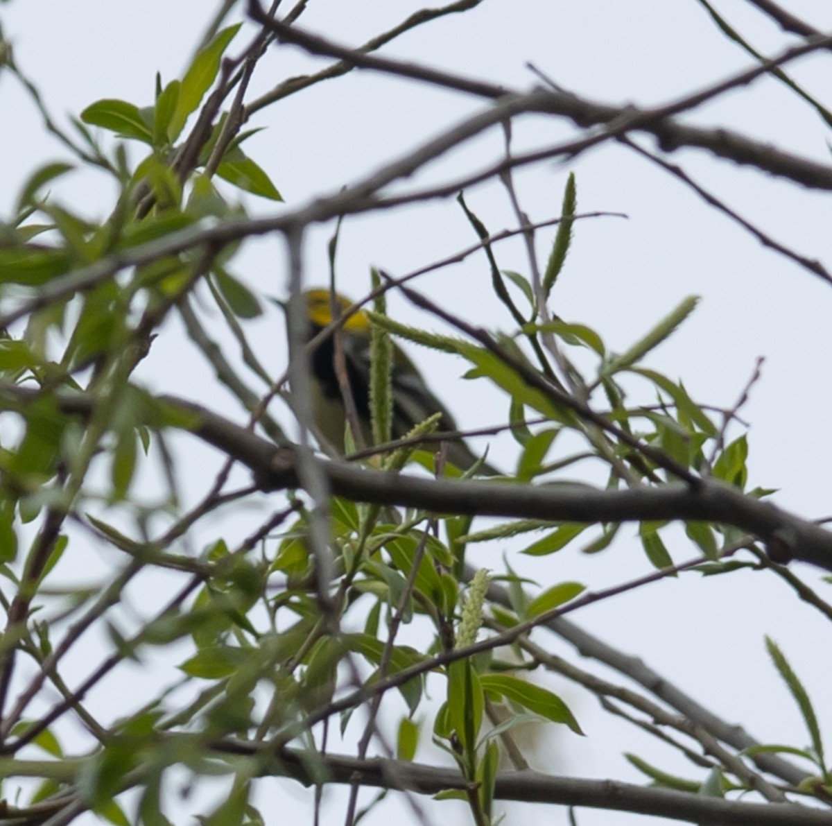 Black-throated Green Warbler - ML618213544