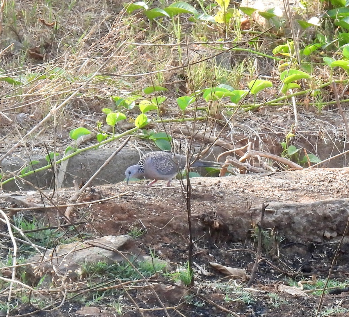 Spotted Dove - ML618213568
