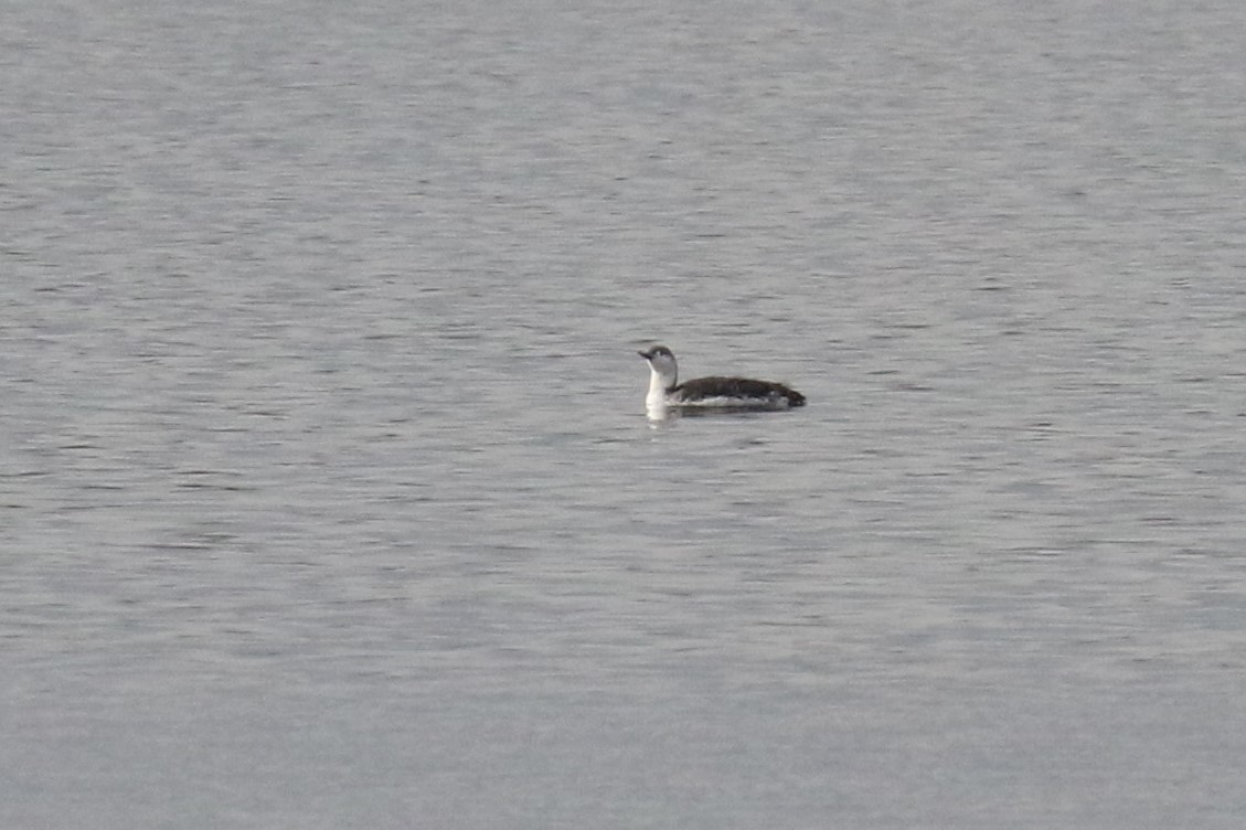 Red-throated Loon - ML618213596
