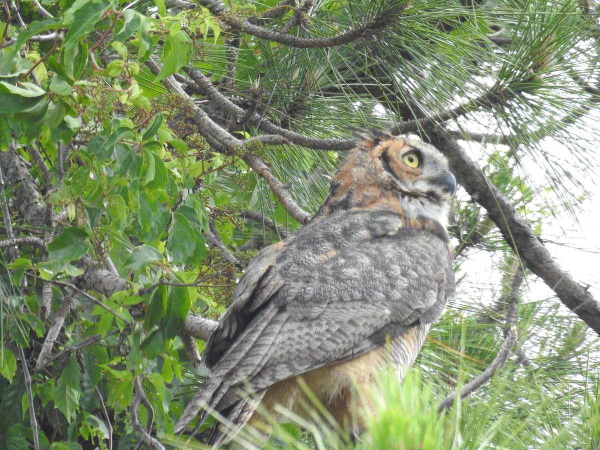 Great Horned Owl - ML618213608
