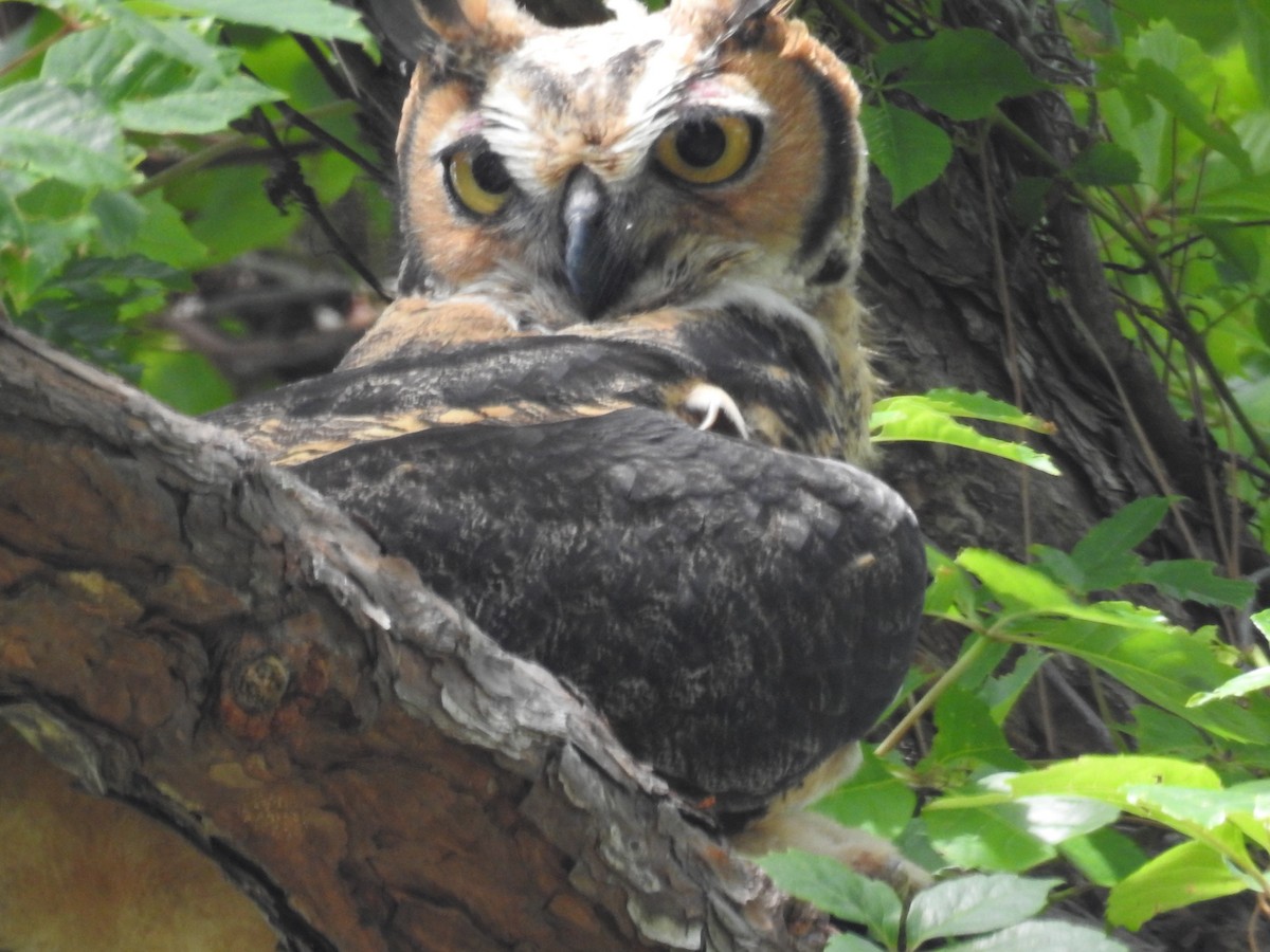 Great Horned Owl - ML618213609