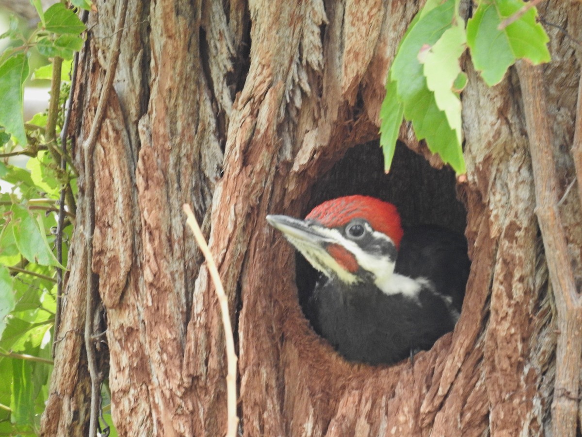 Pileated Woodpecker - ML618213618