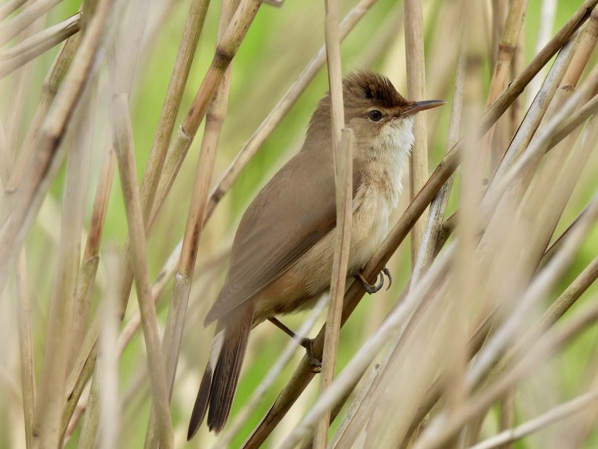 Common Reed Warbler - ML618213628