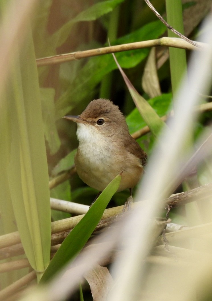 Common Reed Warbler - ML618213629