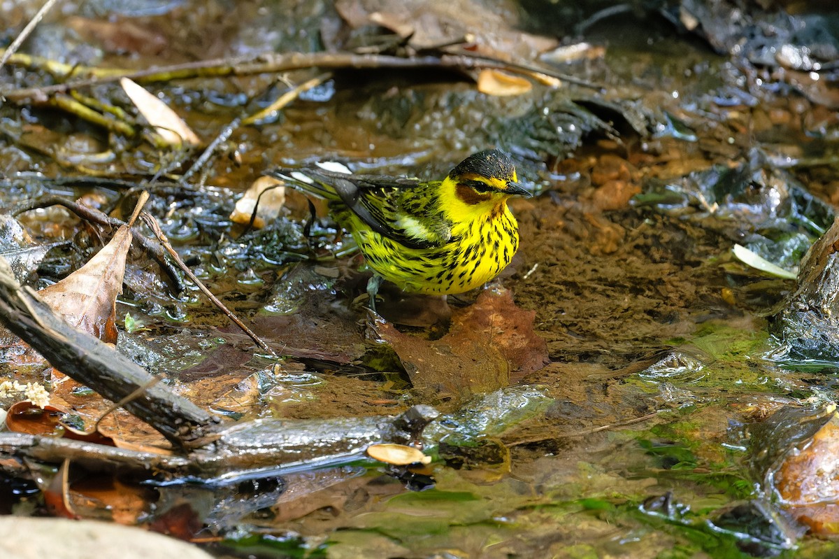 Cape May Warbler - ML618213635