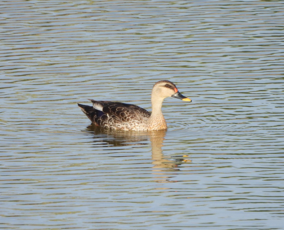 Indian Spot-billed Duck - ML618213652
