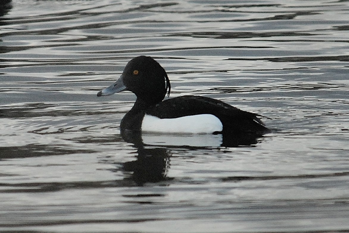 Tufted Duck - ML618213659