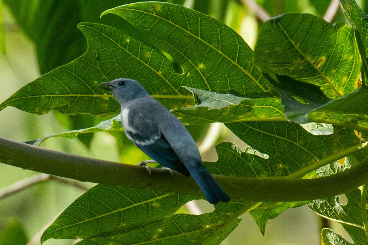 Blue-gray Tanager - Celesta von Chamier