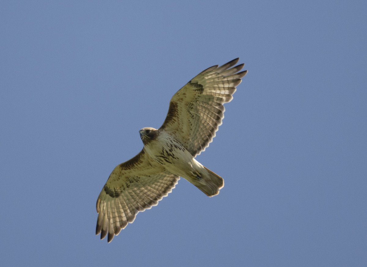 Red-tailed Hawk - ML618213677