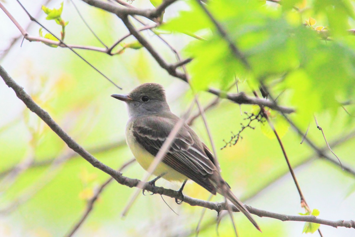 Great Crested Flycatcher - ML618213799