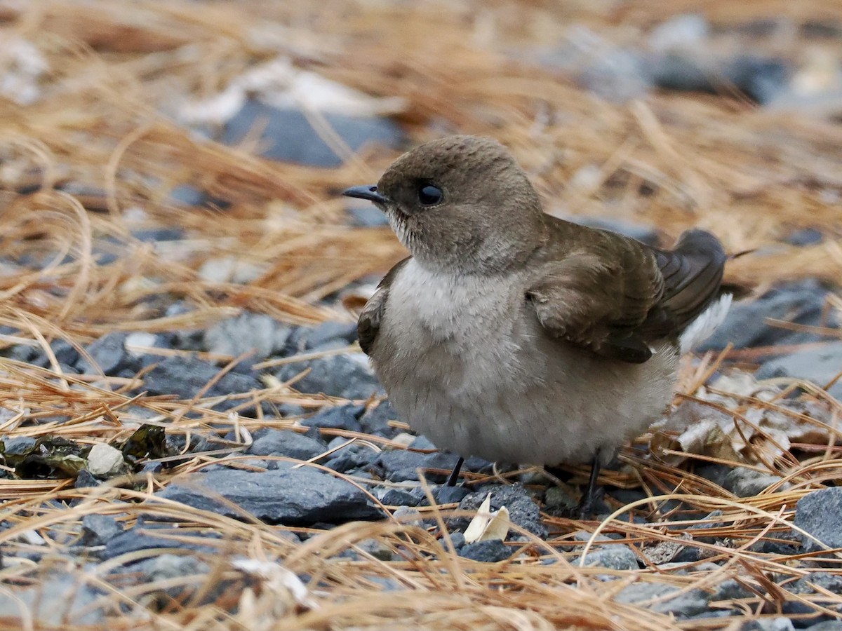 Northern Rough-winged Swallow - ML618213806