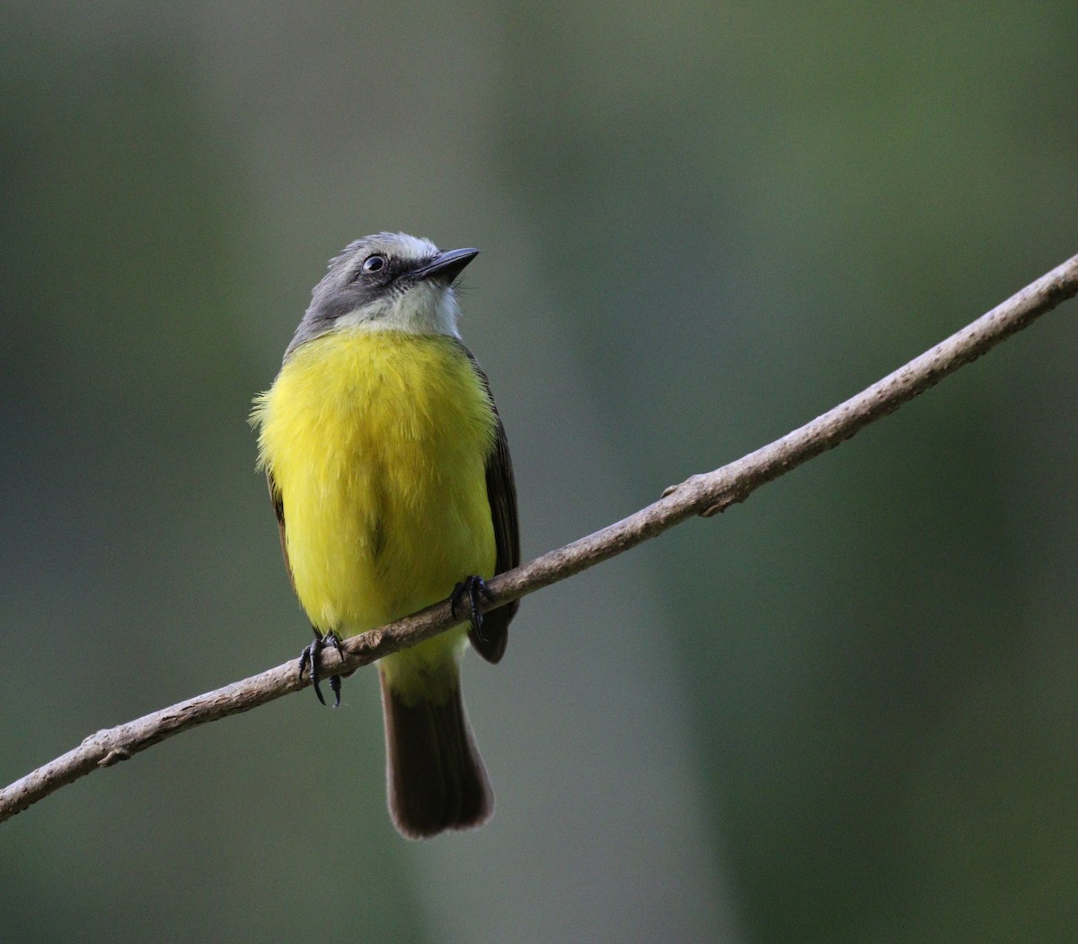 Gray-capped Flycatcher - Richard Greenhalgh